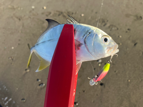 メッキの釣果