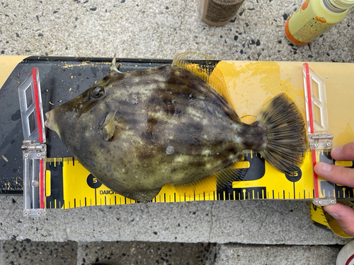 カワハギの釣果