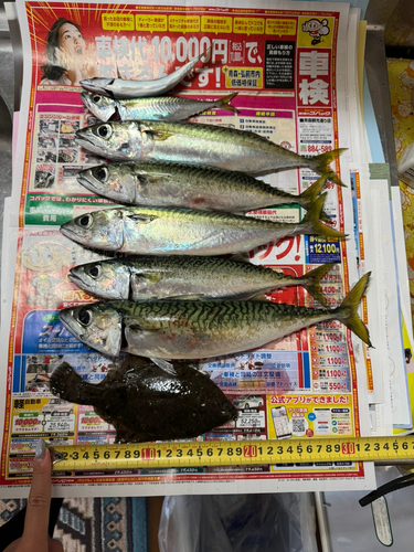 サバの釣果