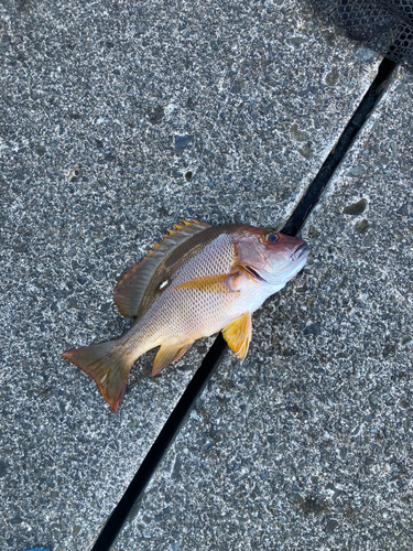 シブダイの釣果