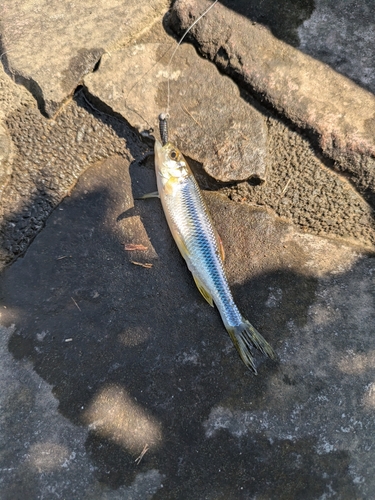 カワムツの釣果