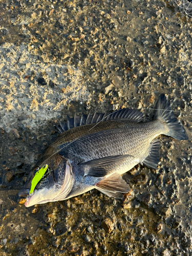 チヌの釣果