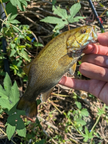 スモールマウスバスの釣果