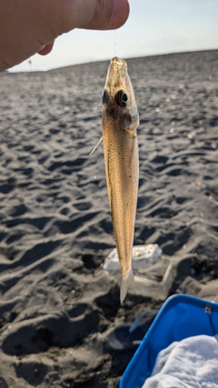 シロギスの釣果