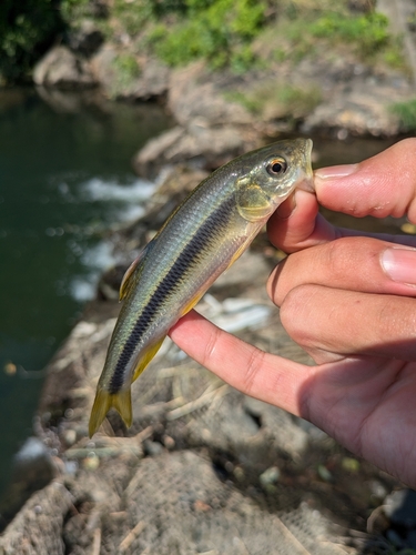 カワムツの釣果