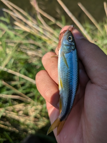 カワムツの釣果