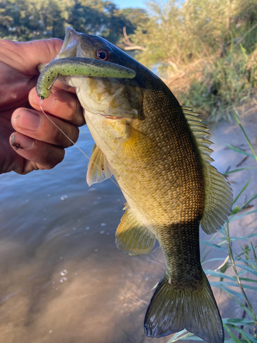 スモールマウスバスの釣果