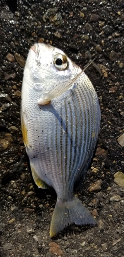 ヘダイの釣果