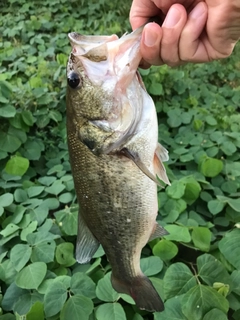 ラージマウスバスの釣果