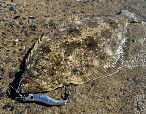 ヒラメの釣果