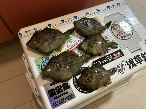 カワハギの釣果