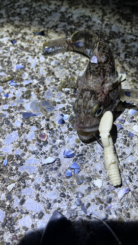 クロソイの釣果