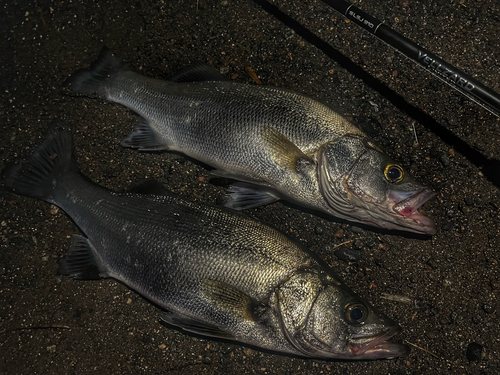 ヒラスズキの釣果