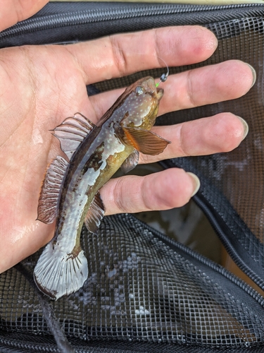 ヌマチチブの釣果