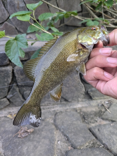 スモールマウスバスの釣果