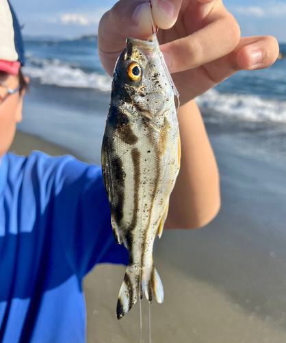 コトヒキの釣果