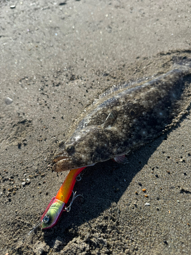 ヒラメの釣果