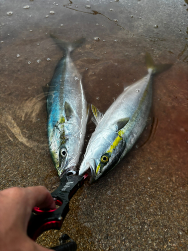 ヤズの釣果