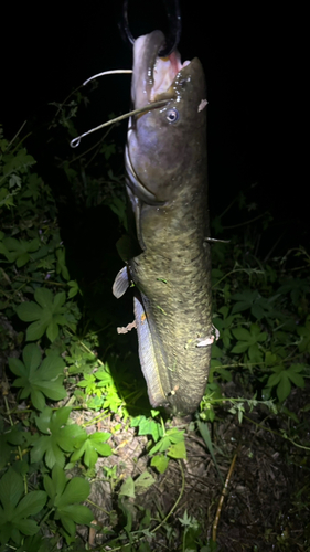 ナマズの釣果