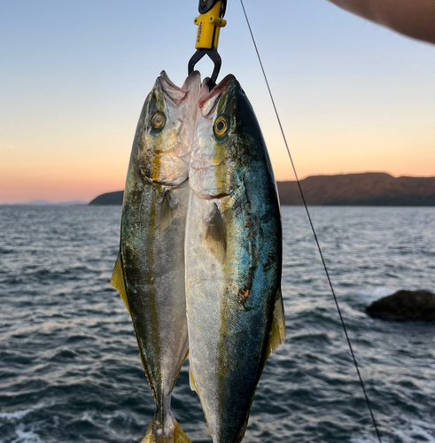 ヤズの釣果