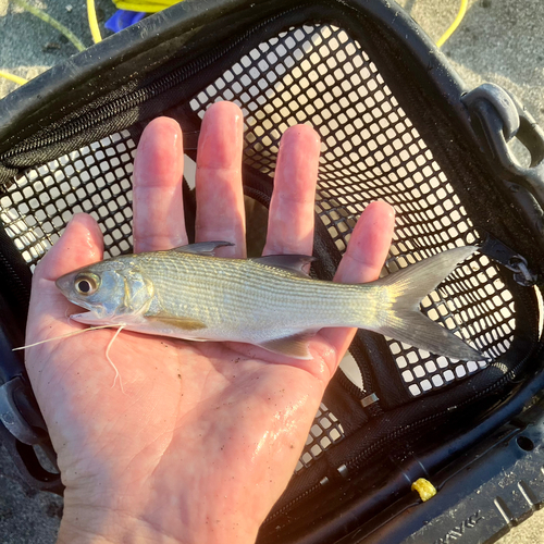 ツバメコノシロの釣果