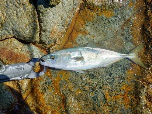 ツバスの釣果