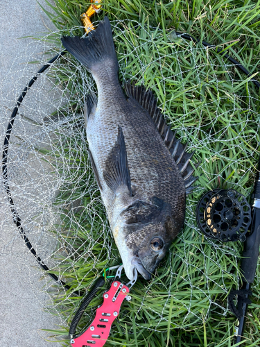 チヌの釣果