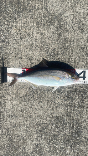 ショゴの釣果