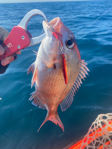 チャリコの釣果