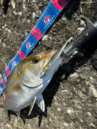 カンパチの釣果