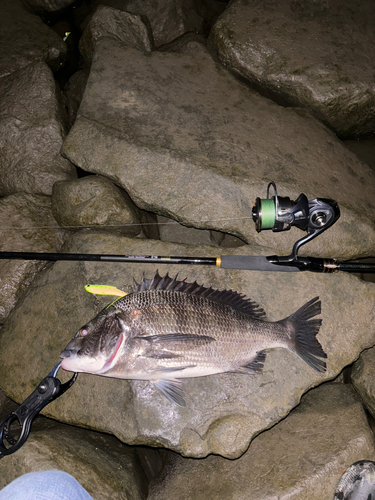 クロダイの釣果