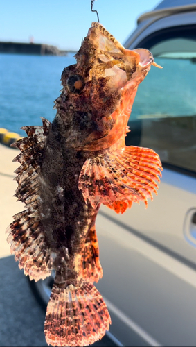 オニカサゴの釣果