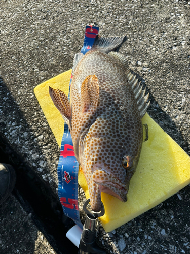 オオモンハタの釣果