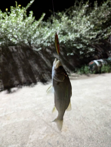 セッパ（マルスズキ）の釣果