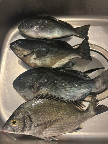 メジナの釣果