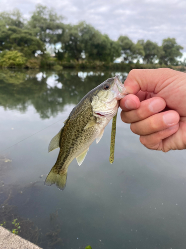 釣果