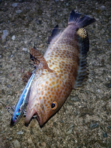 オオモンハタの釣果