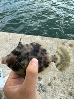 カワハギの釣果