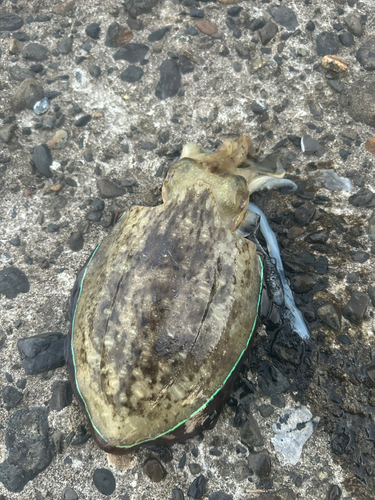 モンゴウイカの釣果