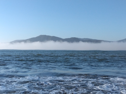 イシモチの釣果