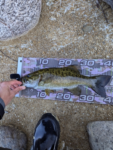 スモールマウスバスの釣果