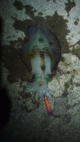 アオリイカの釣果