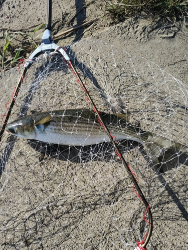 ボラの釣果