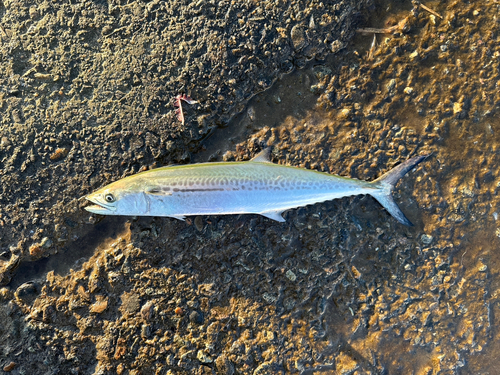 サゴシの釣果