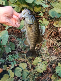 スモールマウスバスの釣果