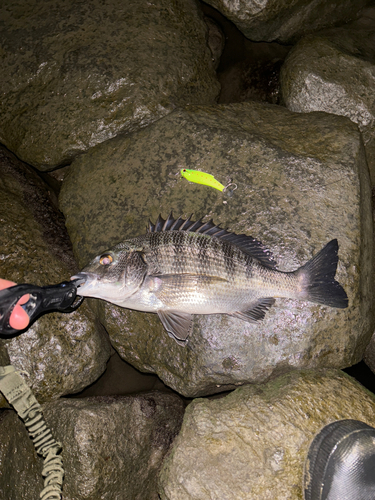 クロダイの釣果