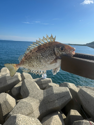 アイゴの釣果