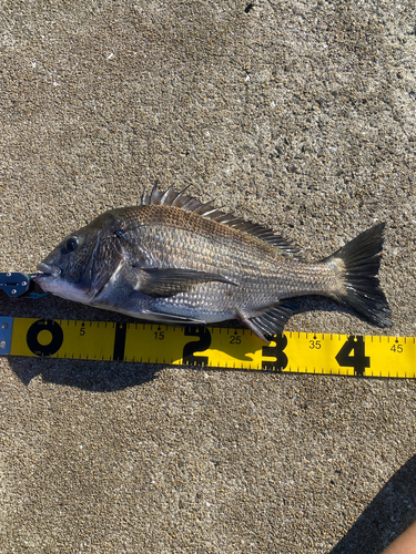 チヌの釣果