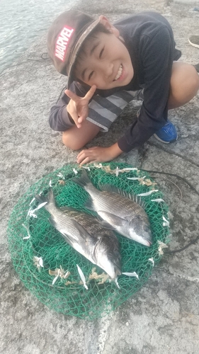 チヌの釣果