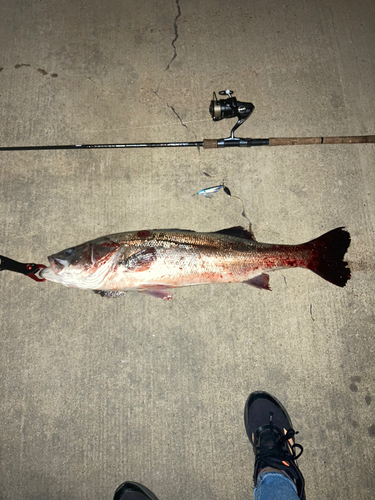 シーバスの釣果